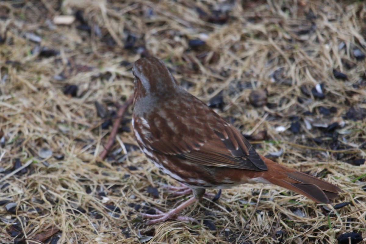 Fox Sparrow - ML632268581