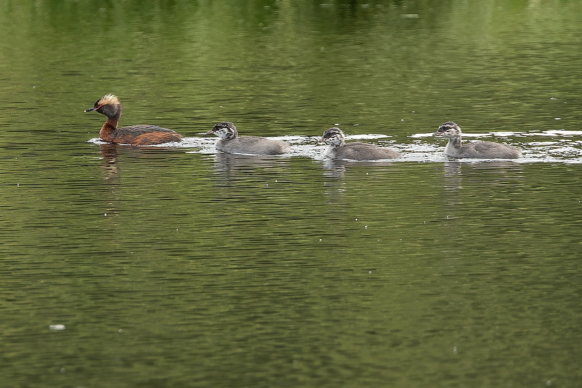 Horned Grebe - ML632268585