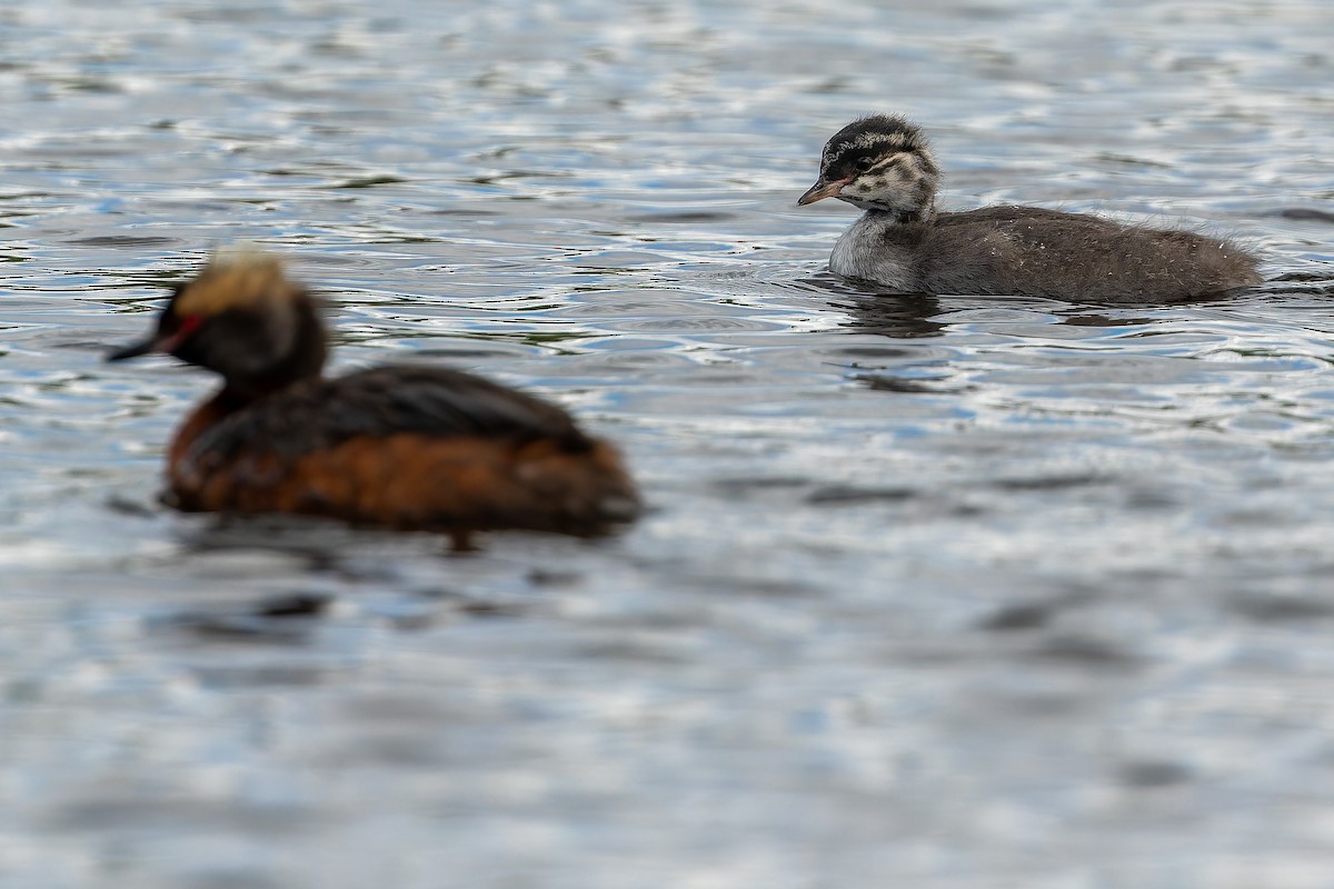 Horned Grebe - ML632268587