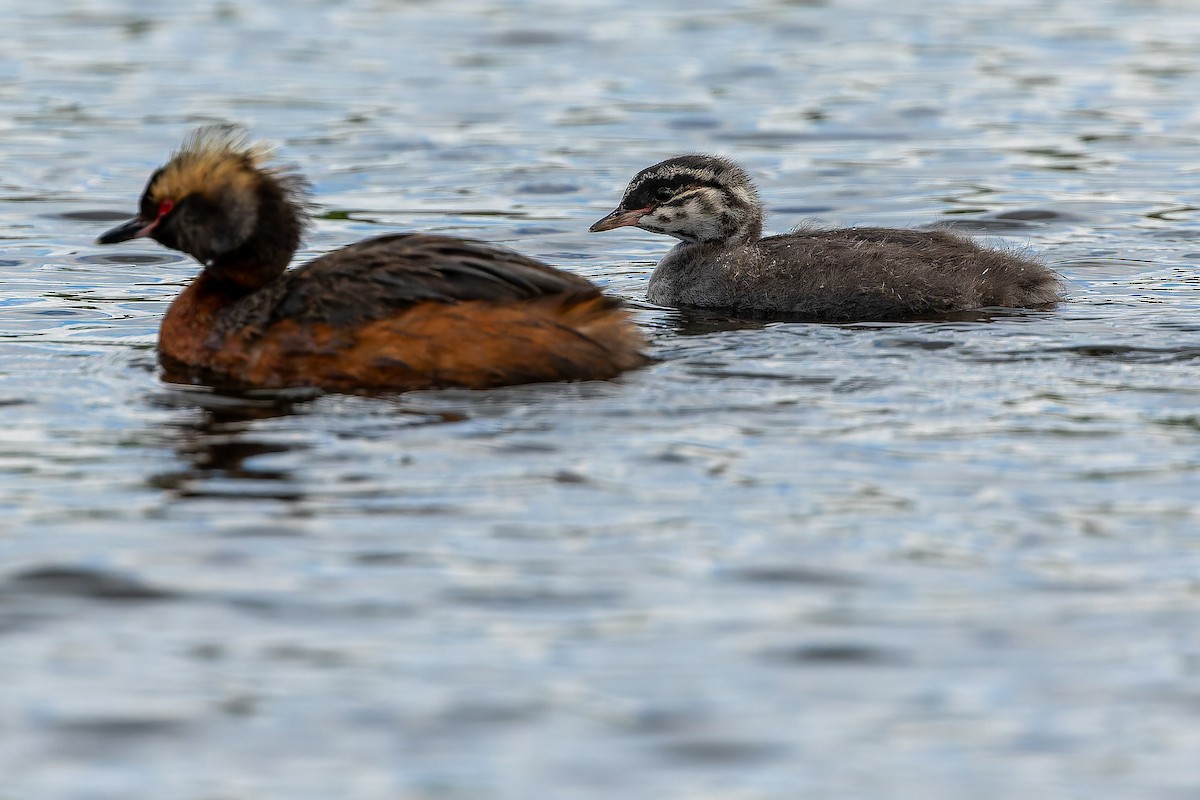 Horned Grebe - ML632268588