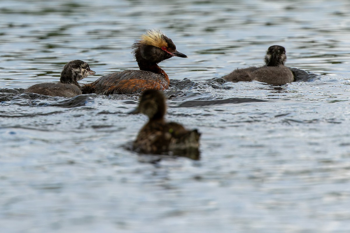 Horned Grebe - ML632268589