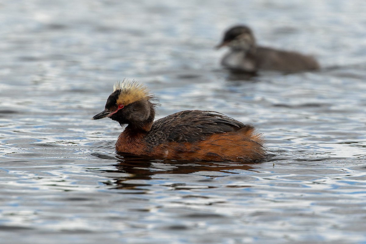 Horned Grebe - ML632268590