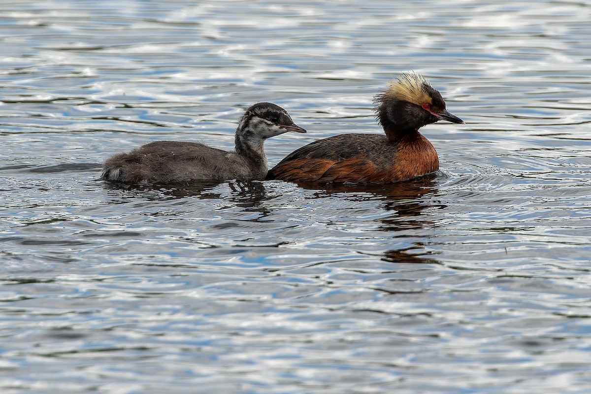 Horned Grebe - ML632268591