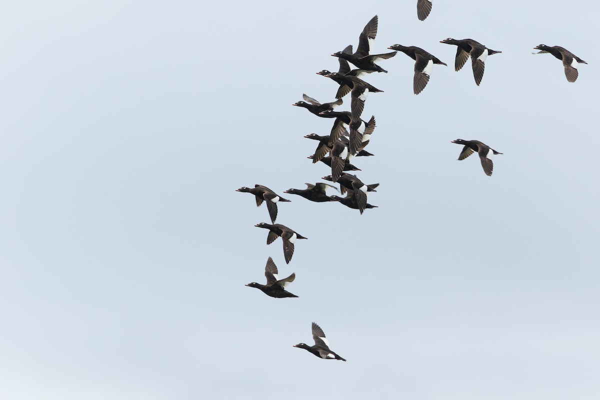 White-winged Scoter - ML632268606
