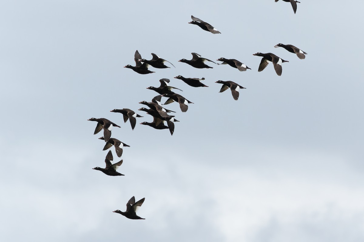 White-winged Scoter - ML632268607