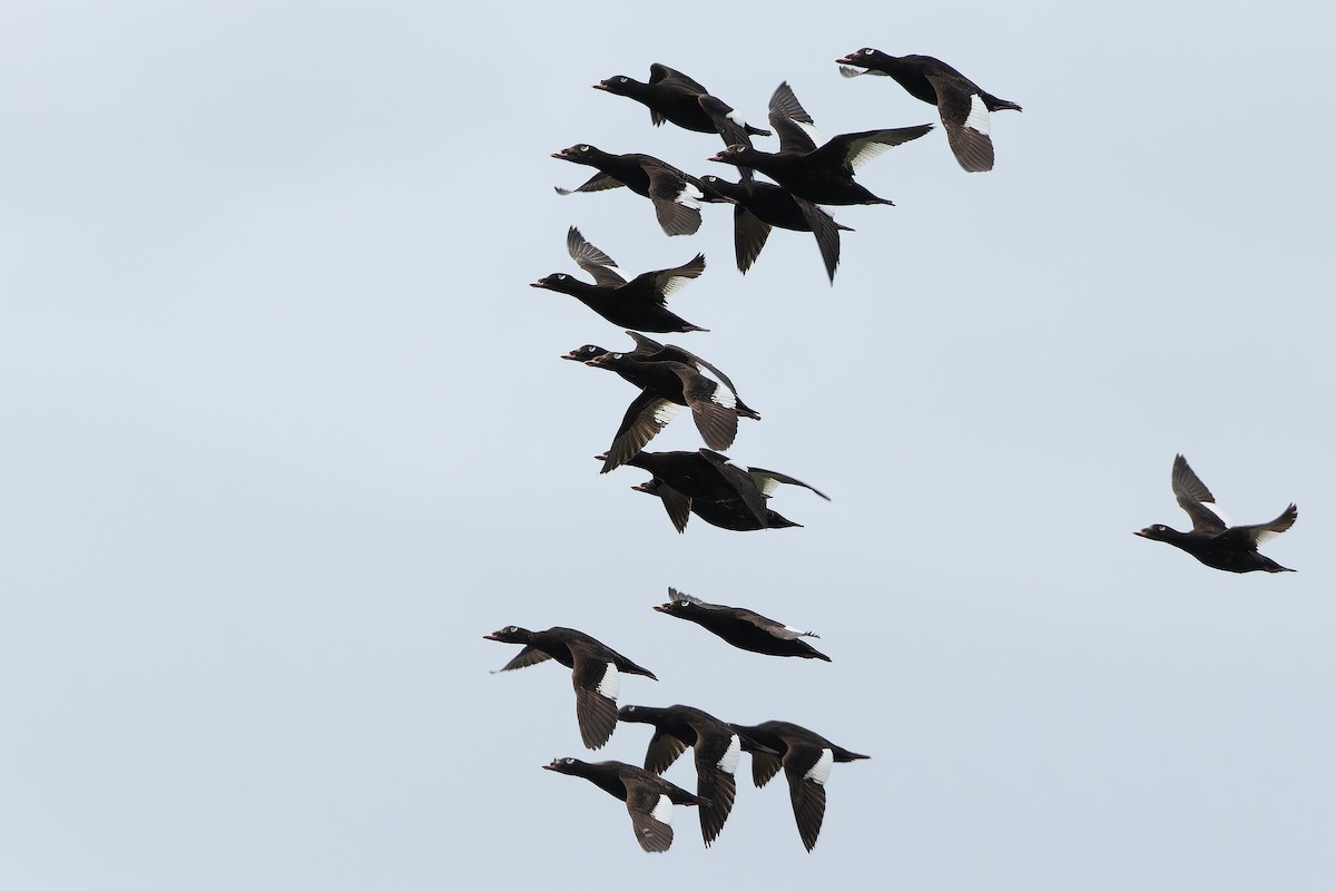 White-winged Scoter - ML632268608