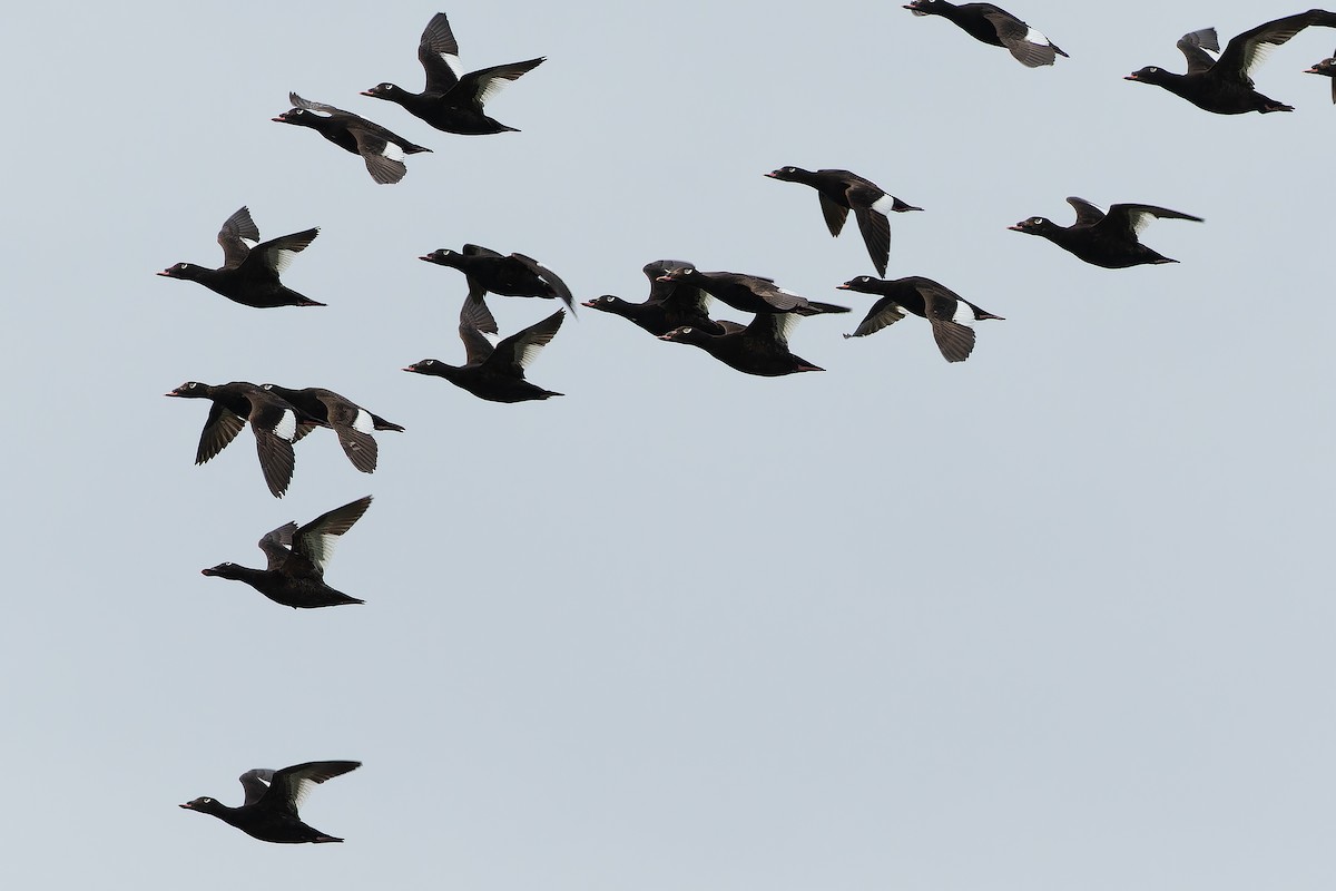 White-winged Scoter - ML632268609