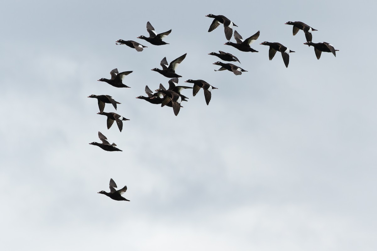 White-winged Scoter - ML632268610