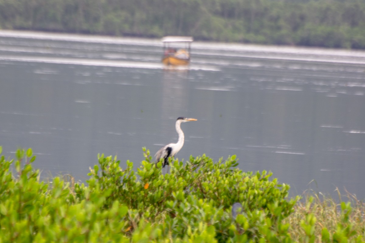 Cocoi Heron - ML632268639