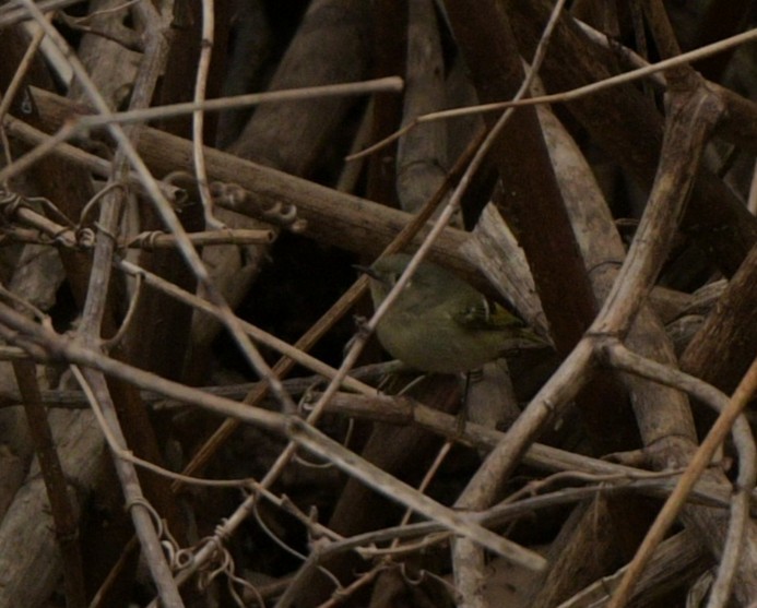 Ruby-crowned Kinglet - ML632268643