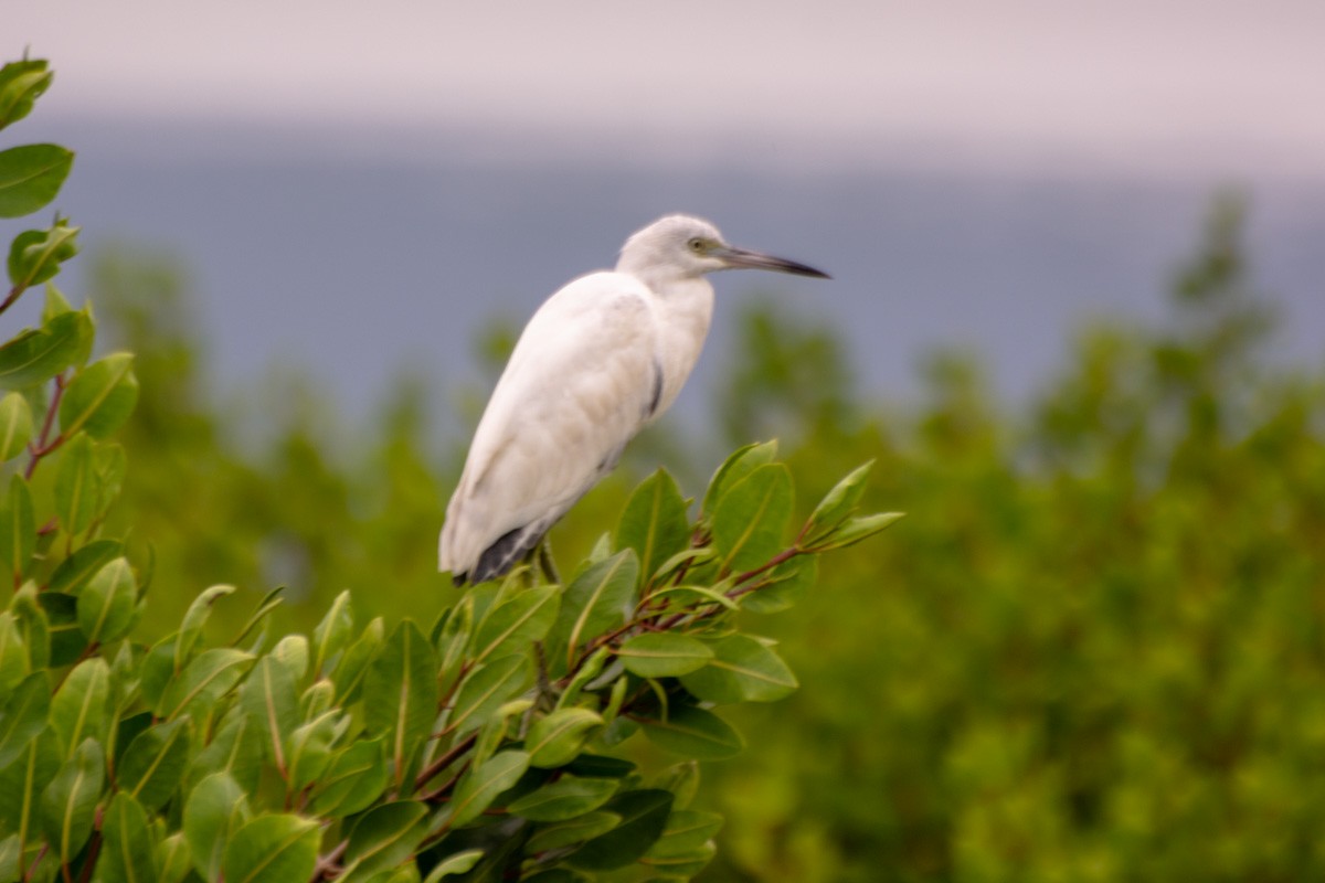 Little Blue Heron - ML632268665