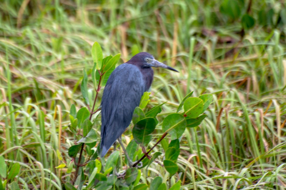 Little Blue Heron - ML632268666