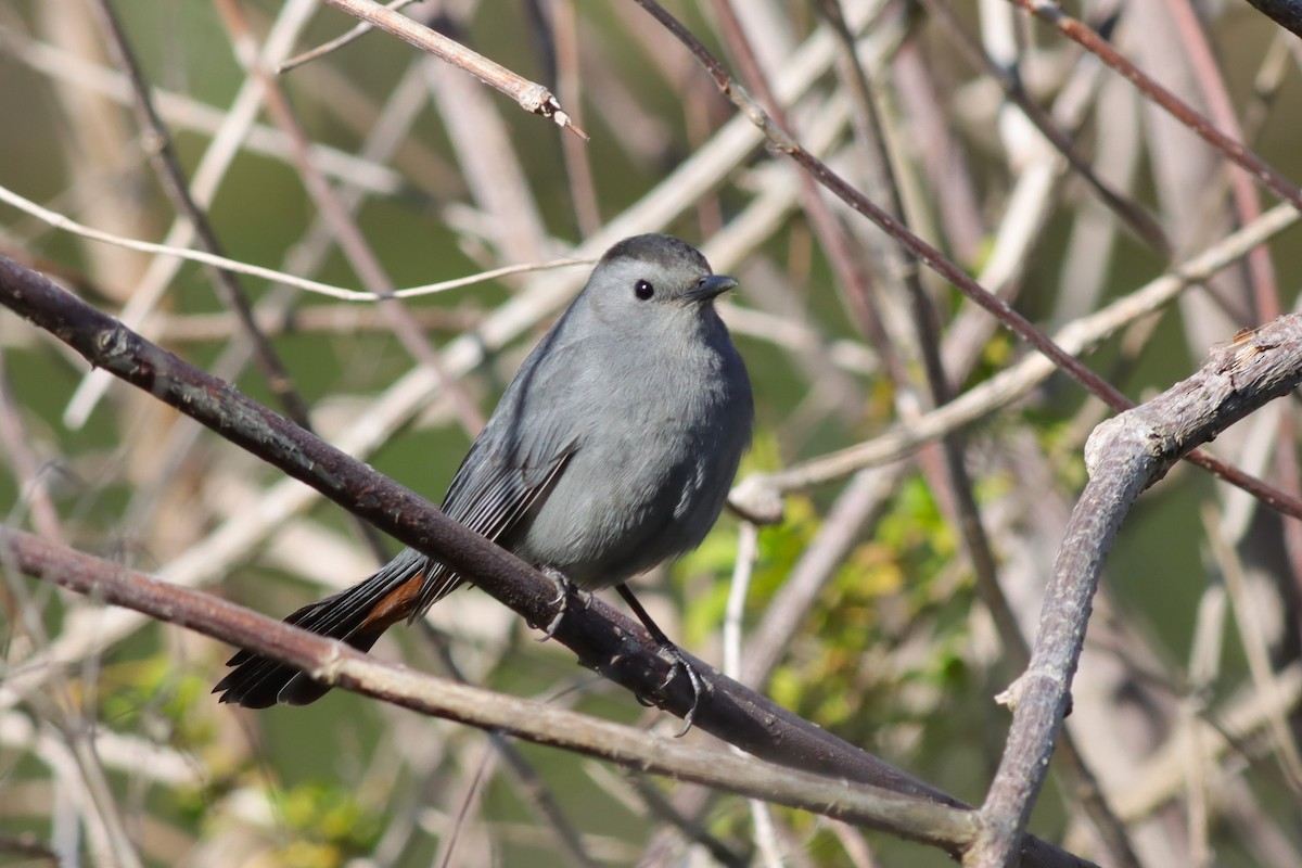 Gray Catbird - ML632268721