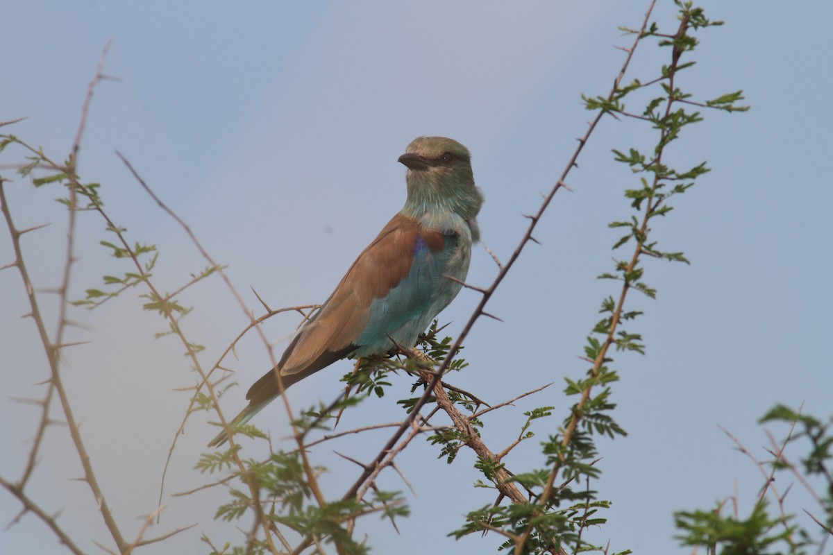 European Roller - ML632268759