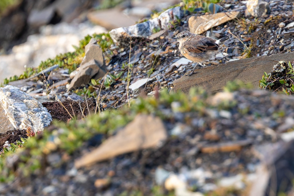 Northern Wheatear - ML632268783