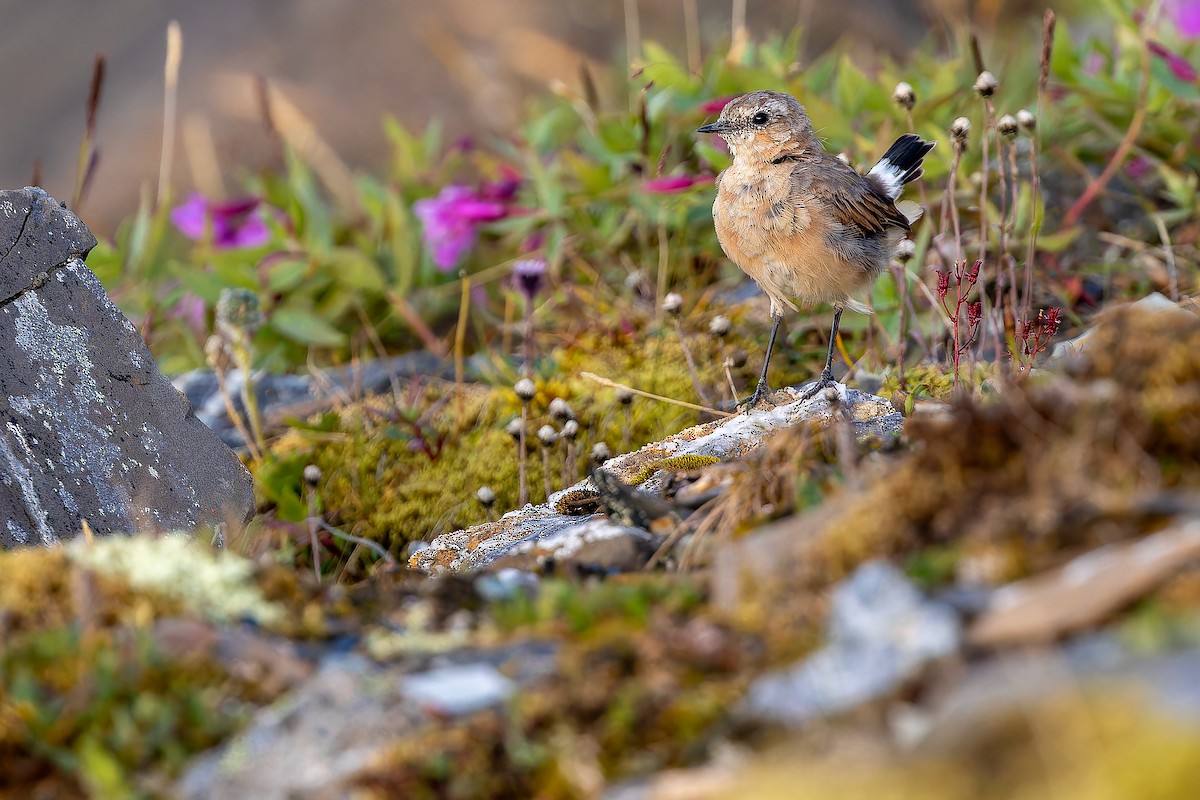 Northern Wheatear - ML632268786