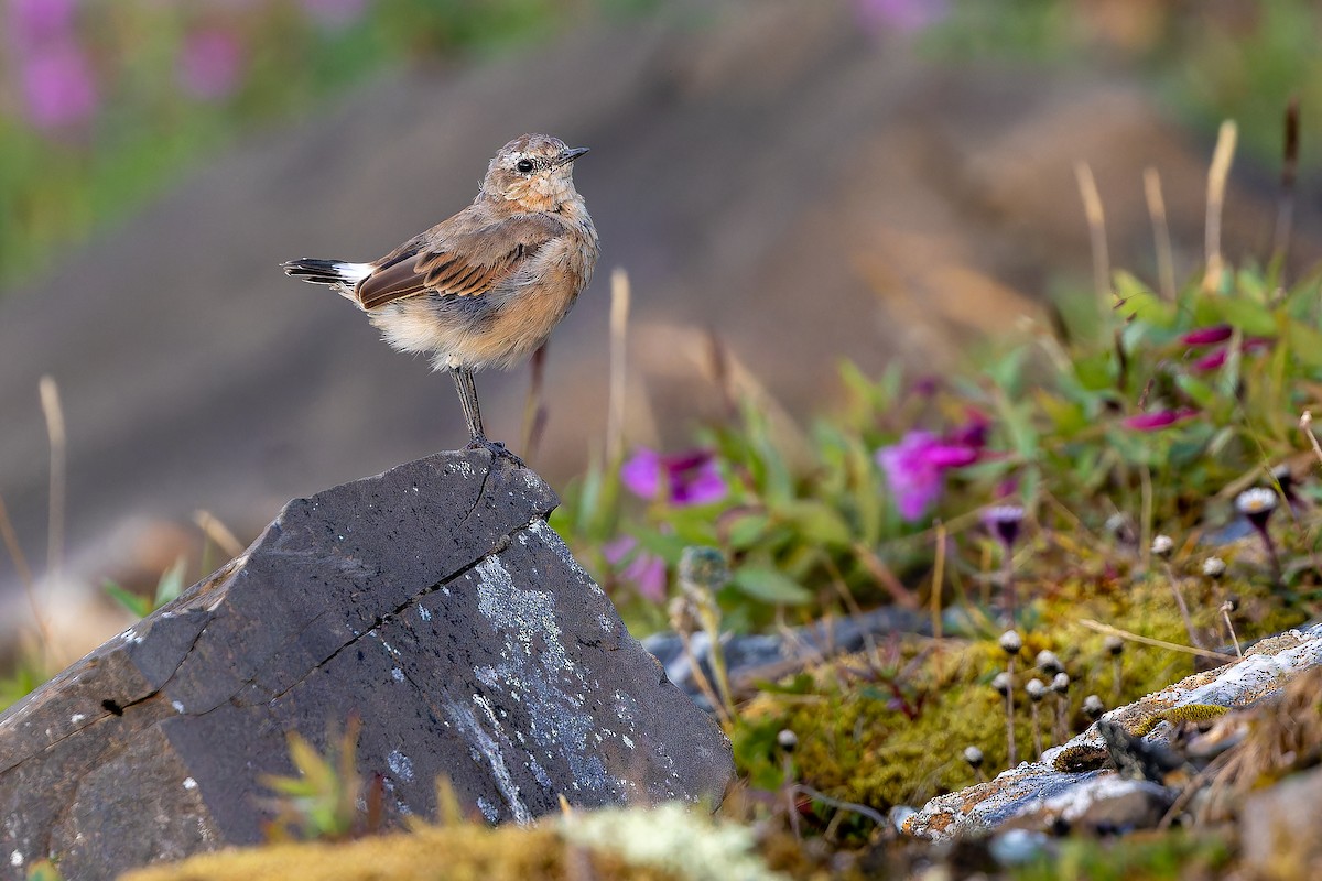 Northern Wheatear - ML632268787