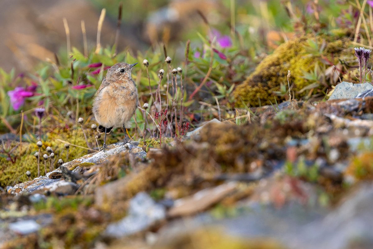 Northern Wheatear - ML632268788
