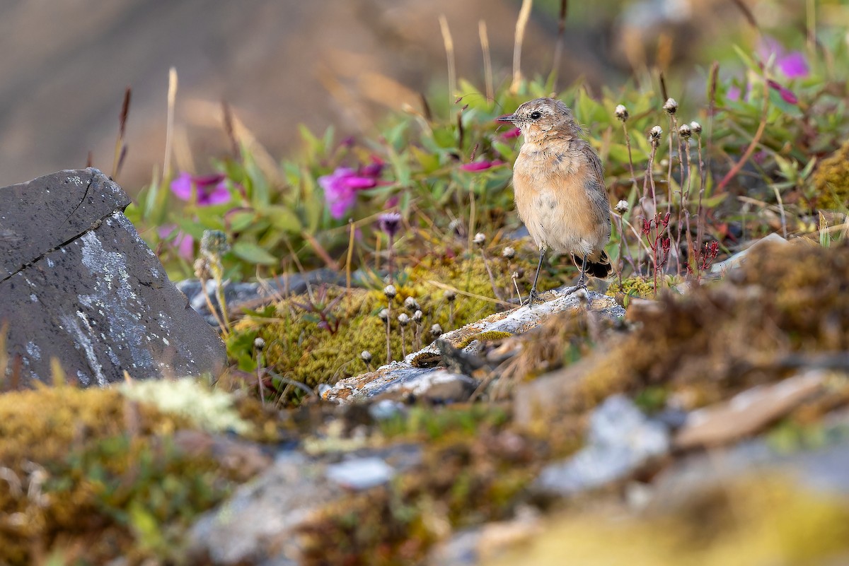 Northern Wheatear - ML632268789