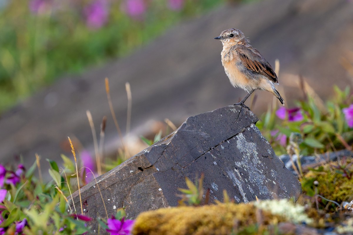 Northern Wheatear - ML632268790
