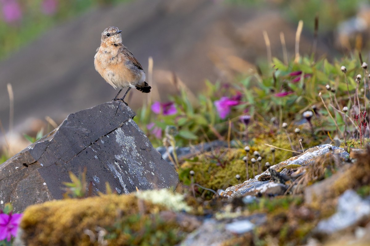 Northern Wheatear - ML632268791