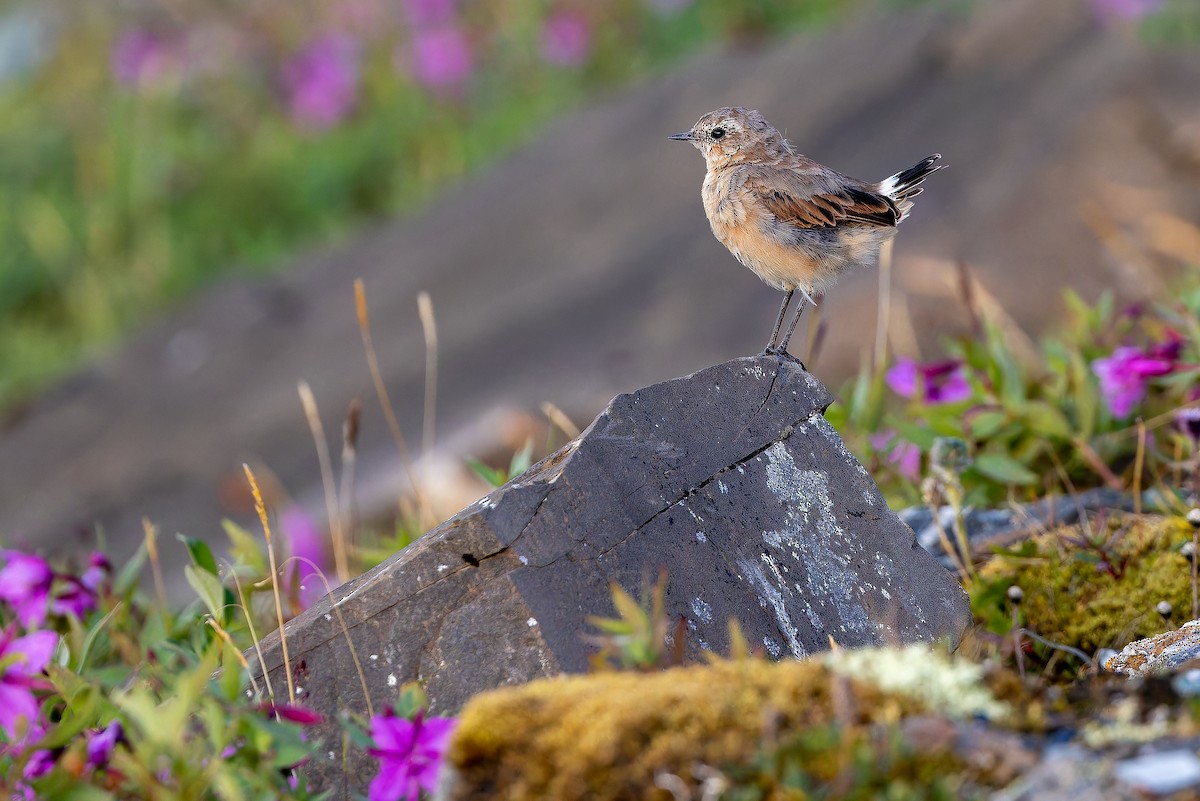Northern Wheatear - ML632268792