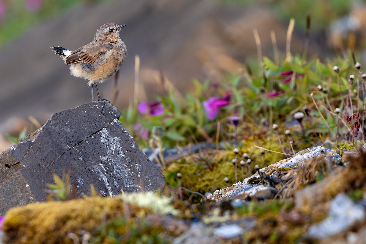 Northern Wheatear - ML632268793