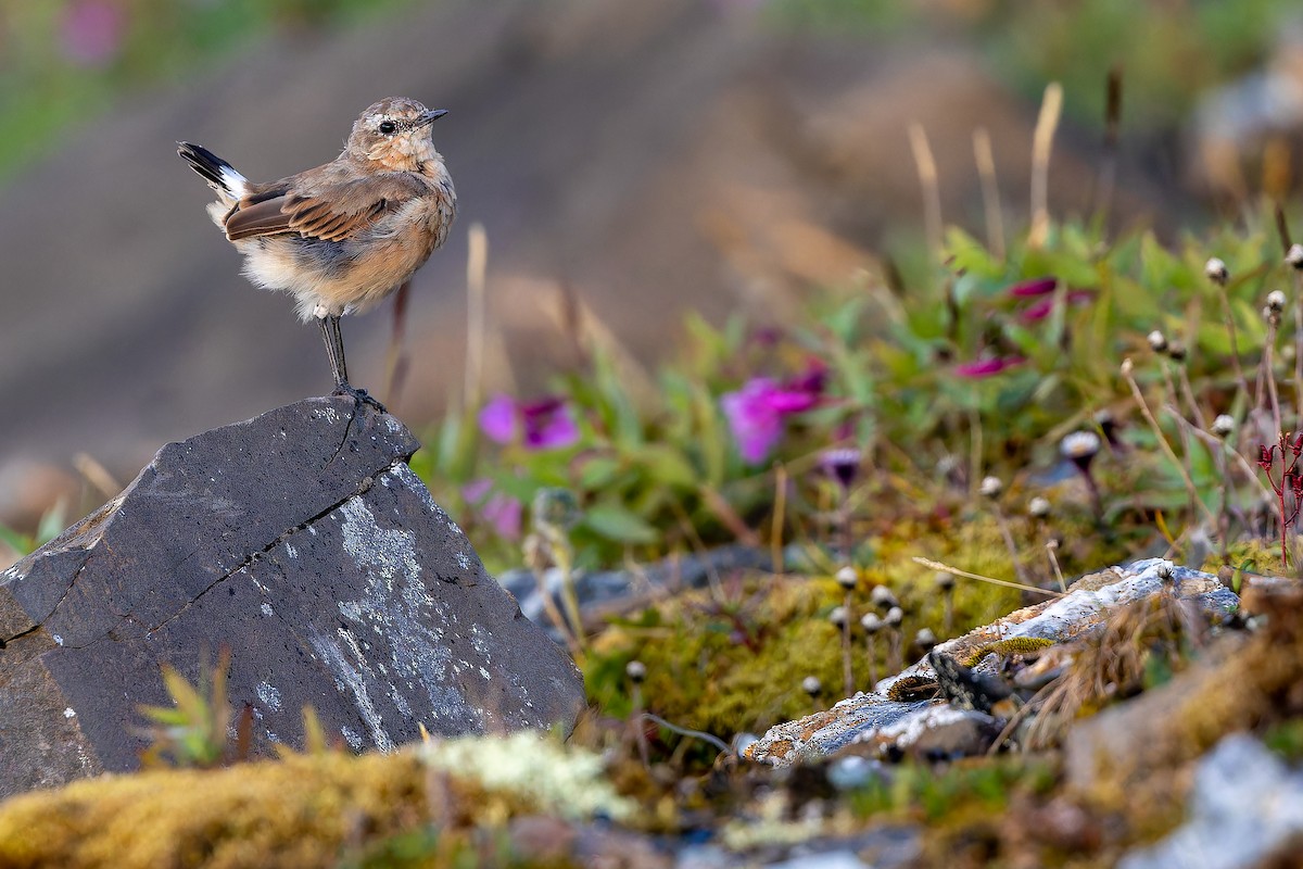 Northern Wheatear - ML632268794