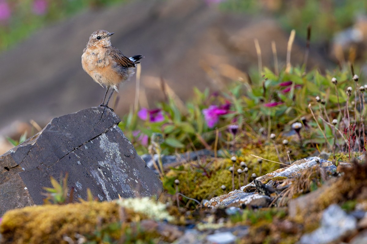 Northern Wheatear - ML632268795