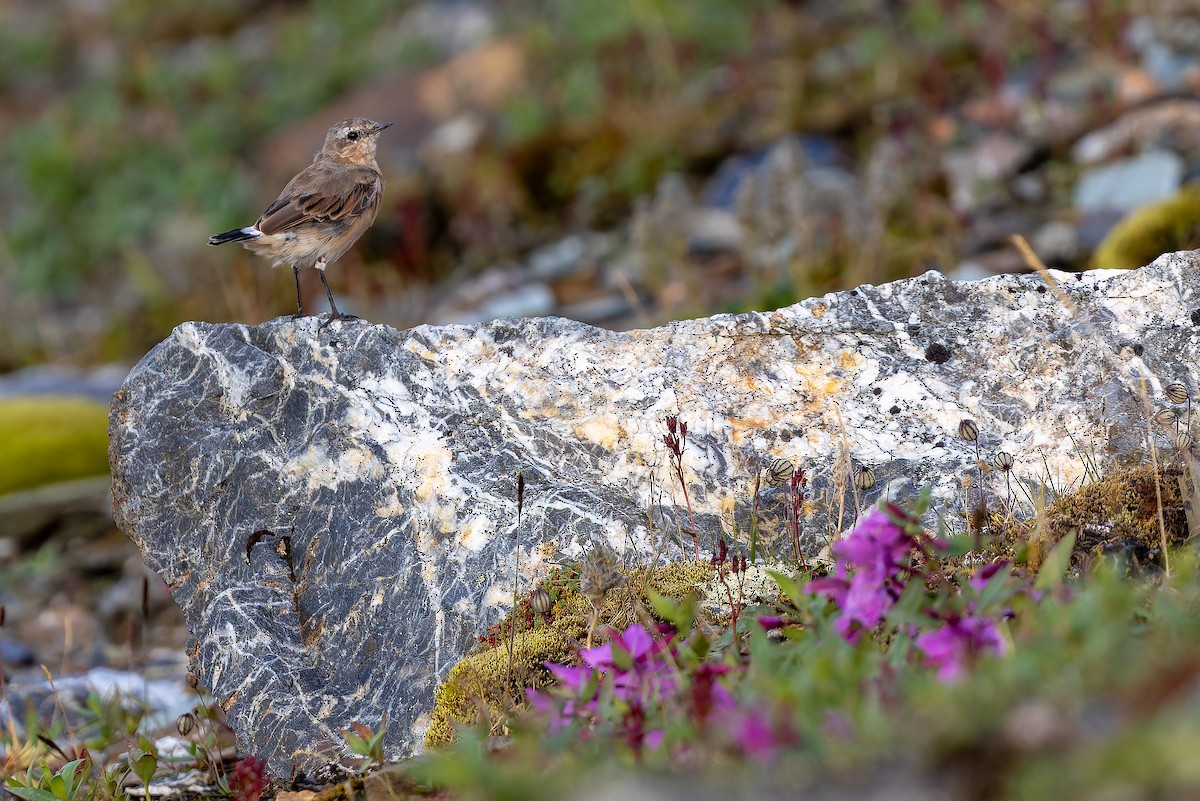 Northern Wheatear - ML632268796
