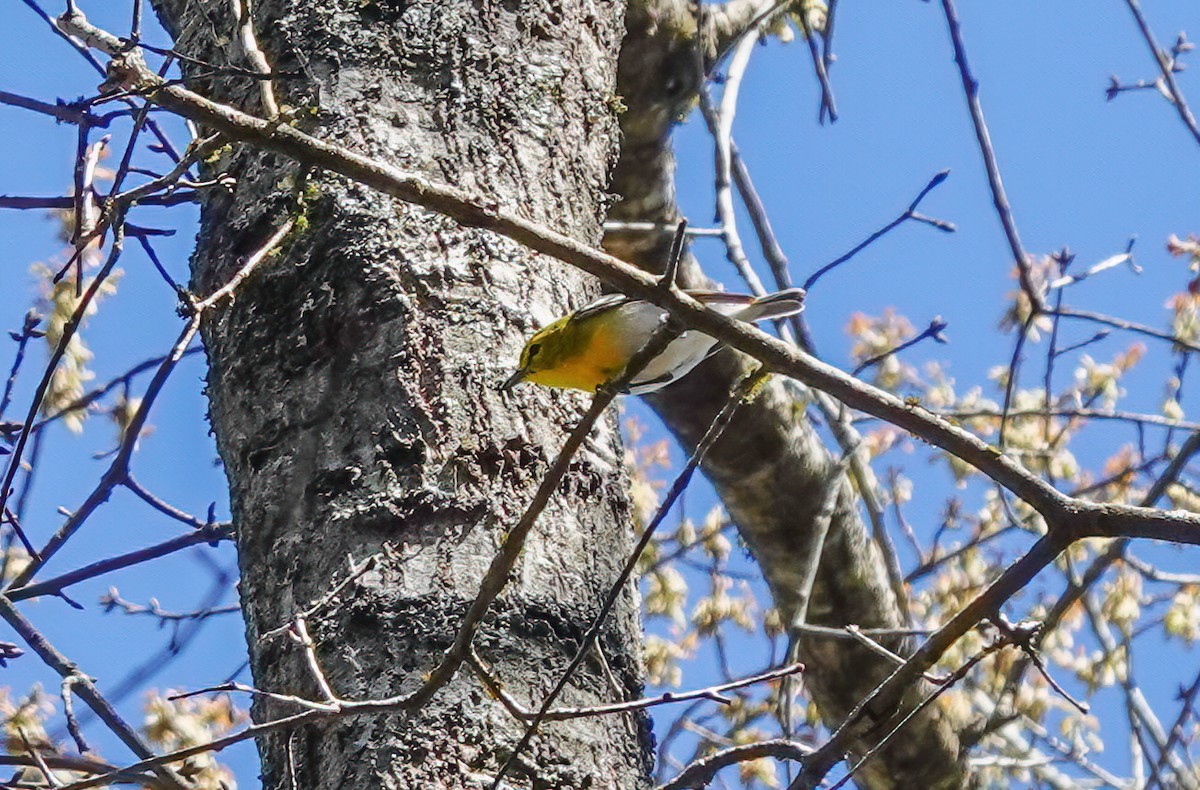 Viréo à gorge jaune - ML632269024