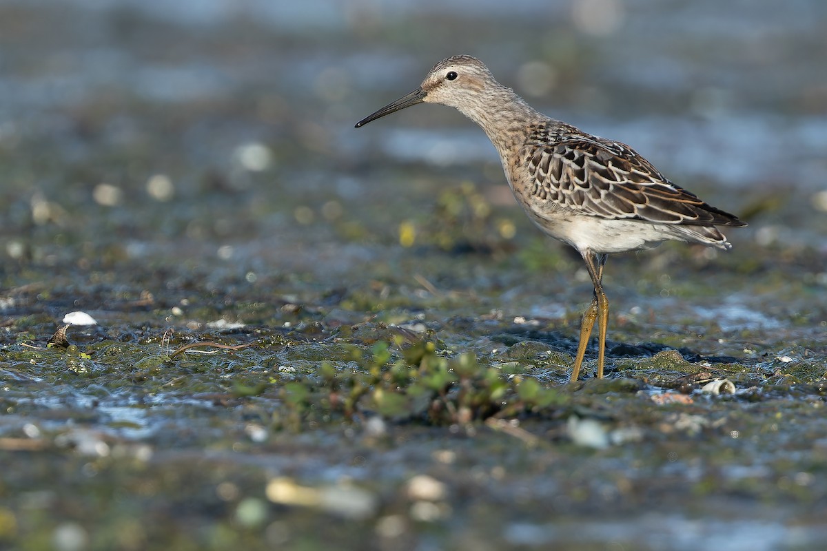 Stilt Sandpiper - ML632269031