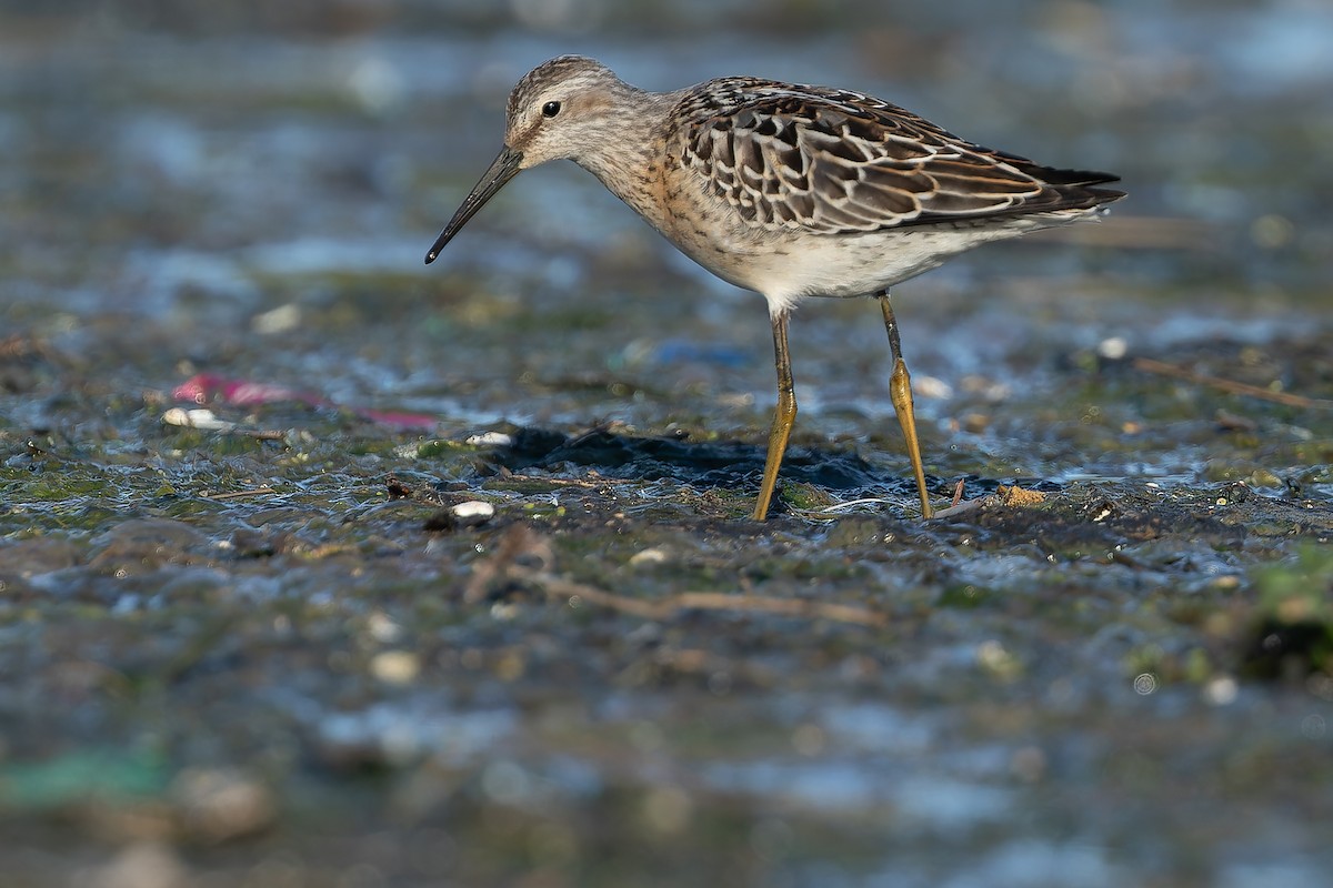 Stilt Sandpiper - ML632269032