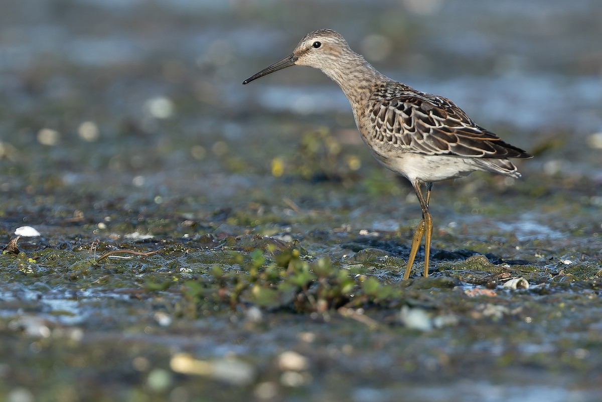 Stilt Sandpiper - ML632269039