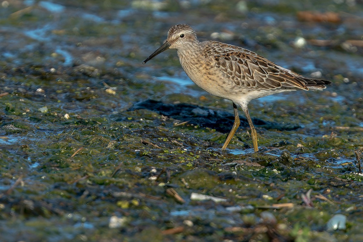 Stilt Sandpiper - ML632269040