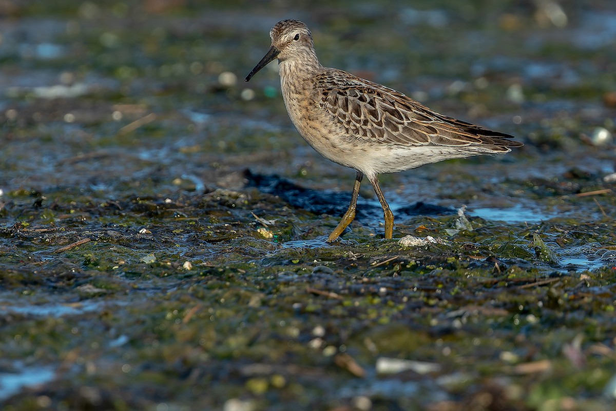 Stilt Sandpiper - ML632269041