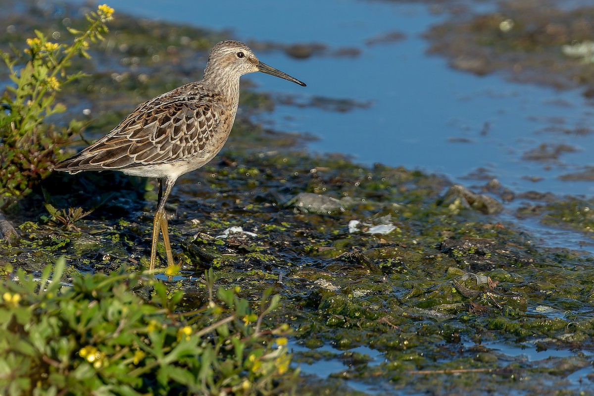 Stilt Sandpiper - ML632269042