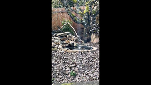 Pic à poitrine rouge - ML632269094