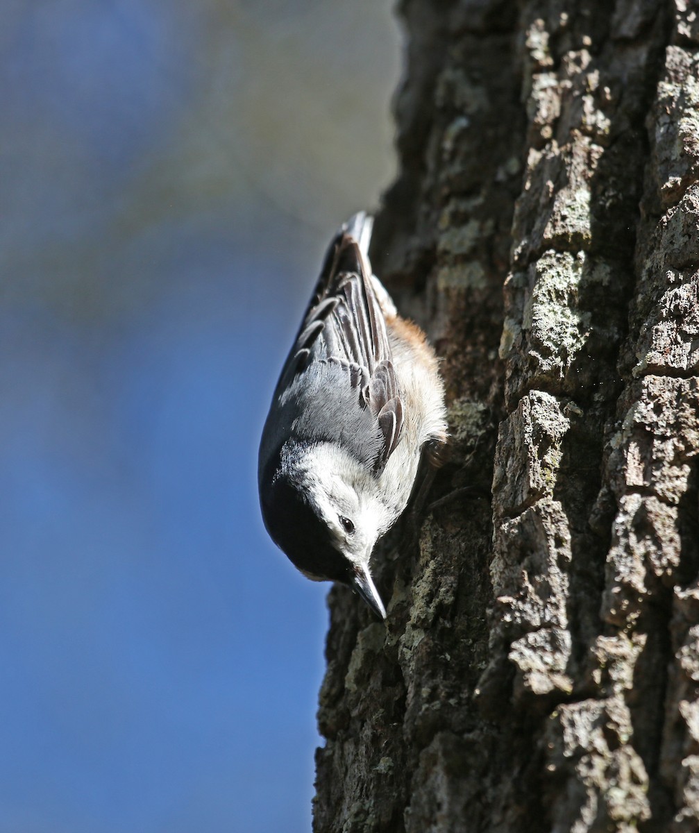 White-breasted Nuthatch - ML632269127