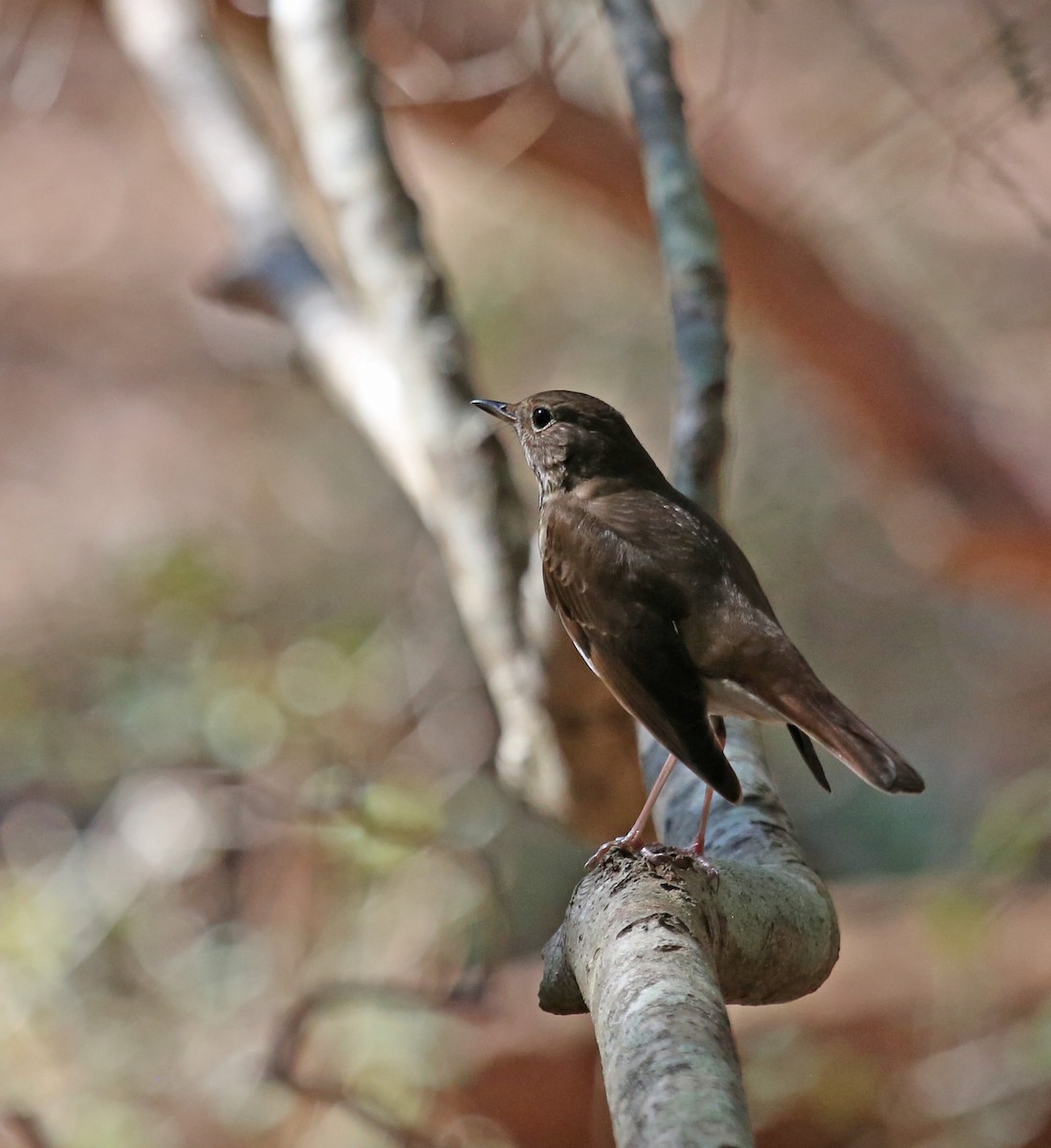 Hermit Thrush - ML632269153
