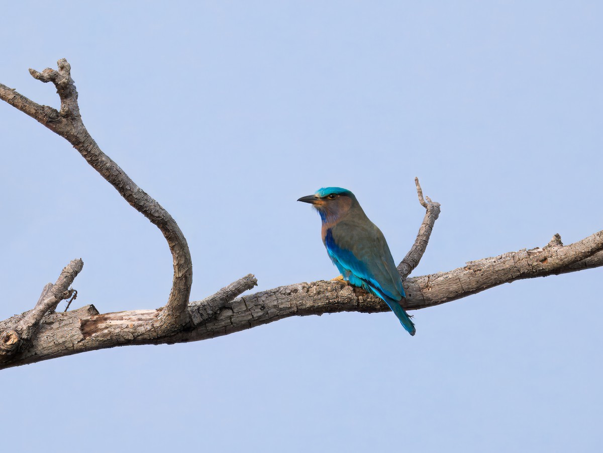 Indochinese Roller - ML632269156