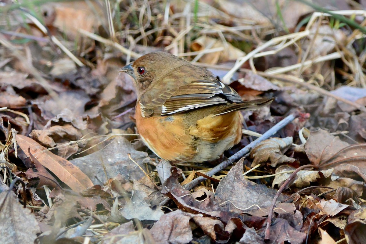 Eastern Towhee - ML632269172