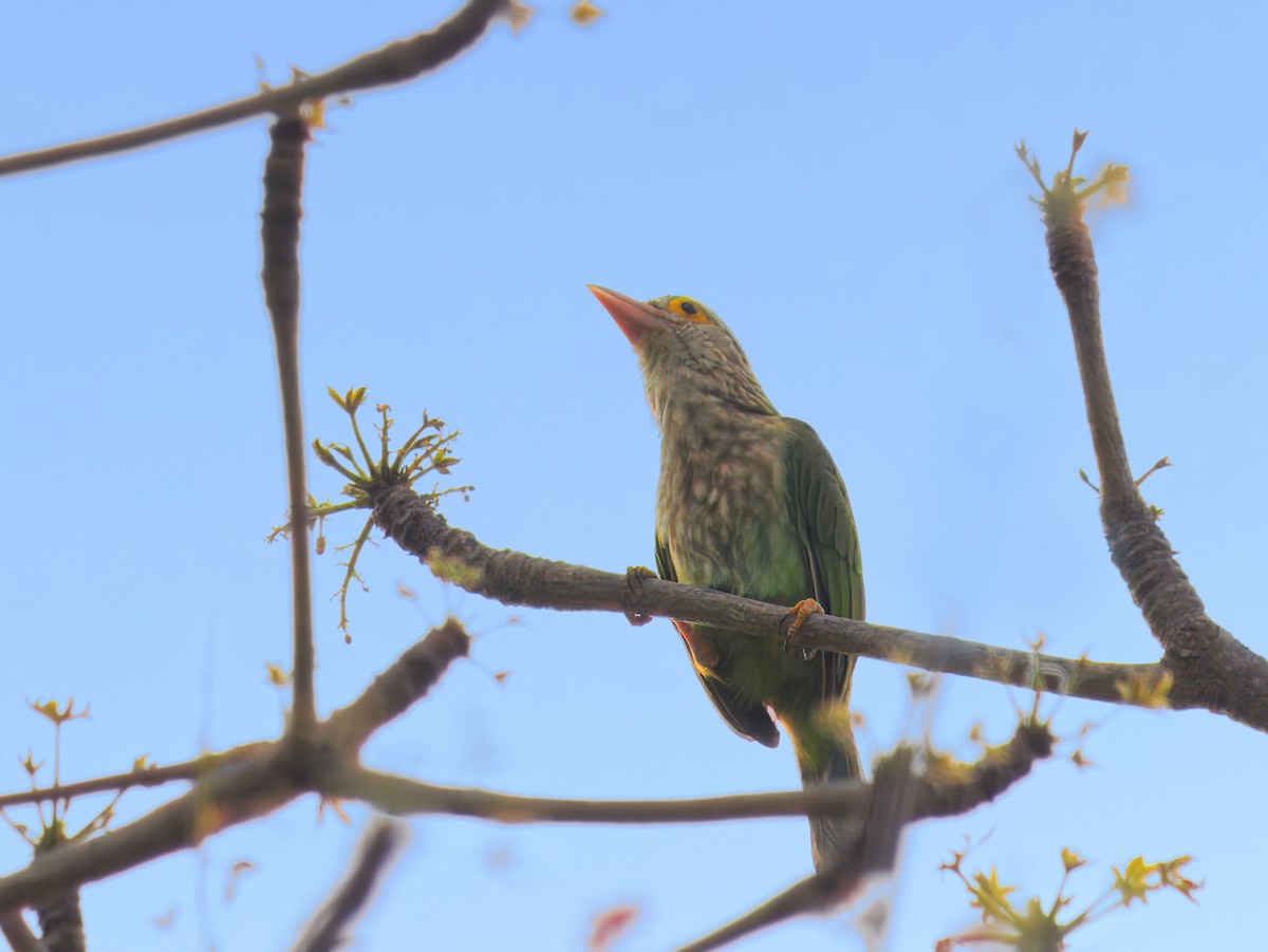 Lineated Barbet - ML632269187