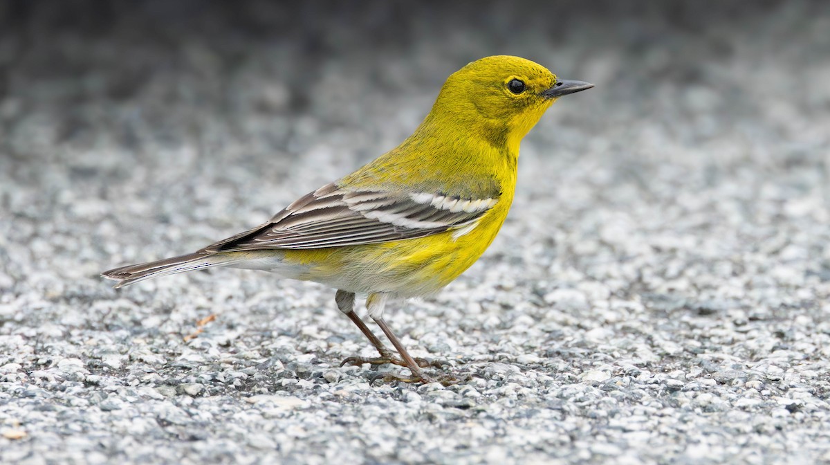 Pine Warbler - ML632269344