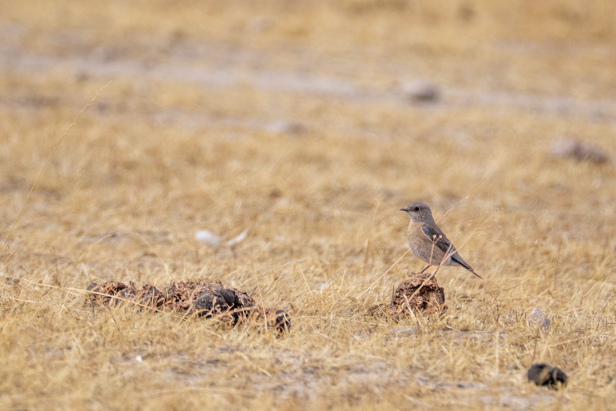 Mountain Bluebird - ML632269489