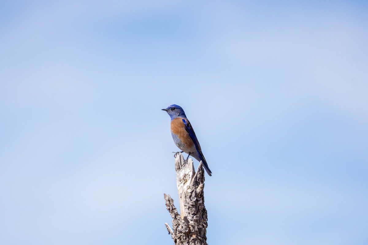 Western Bluebird - ML632269504