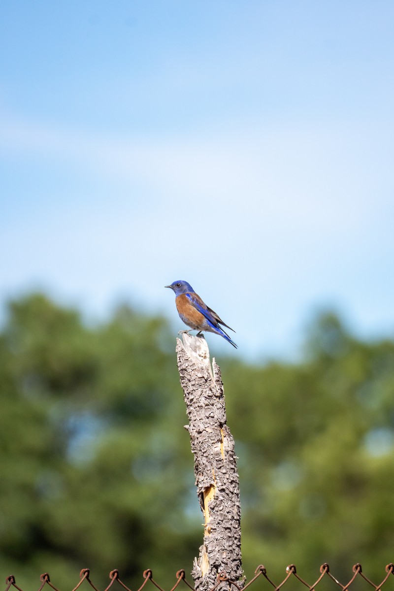 Western Bluebird - ML632269505