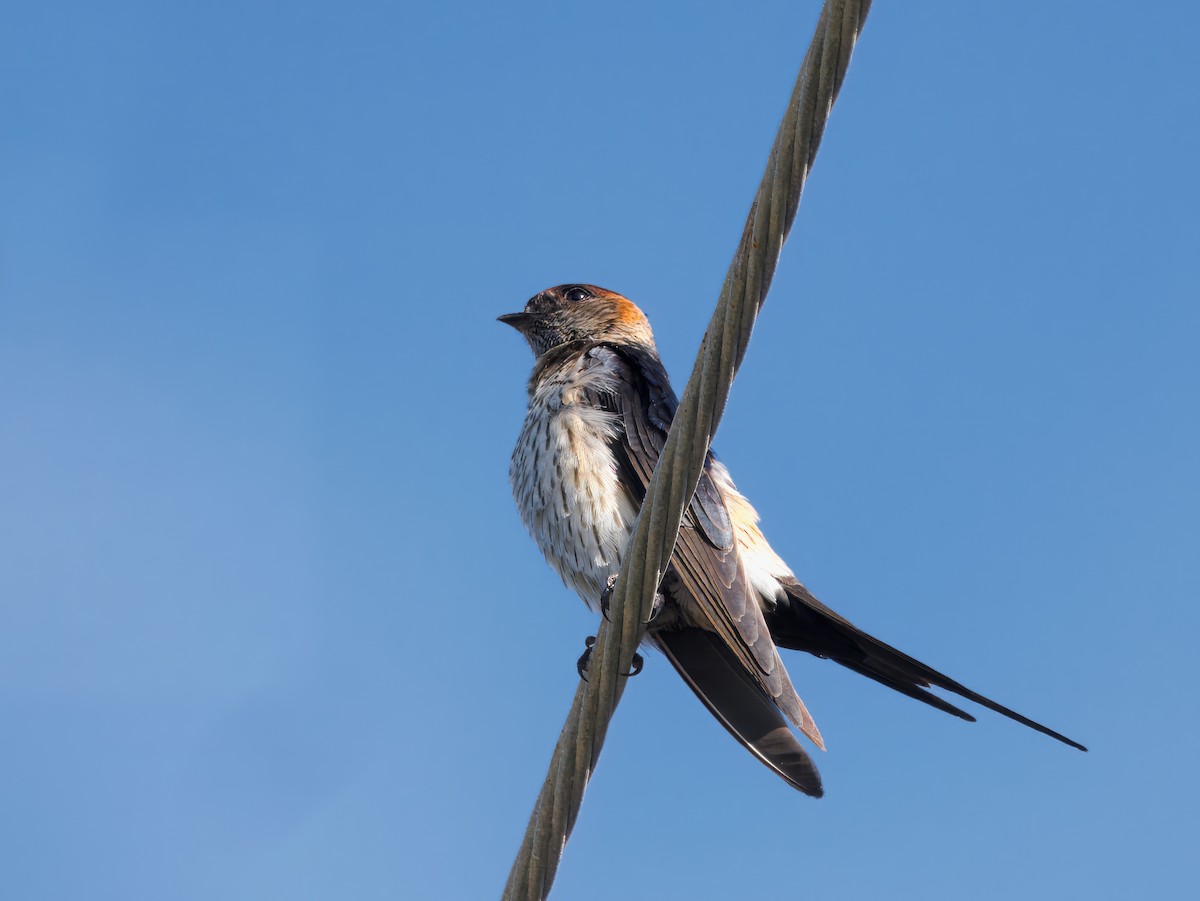 Eastern Red-rumped Swallow - ML632269519