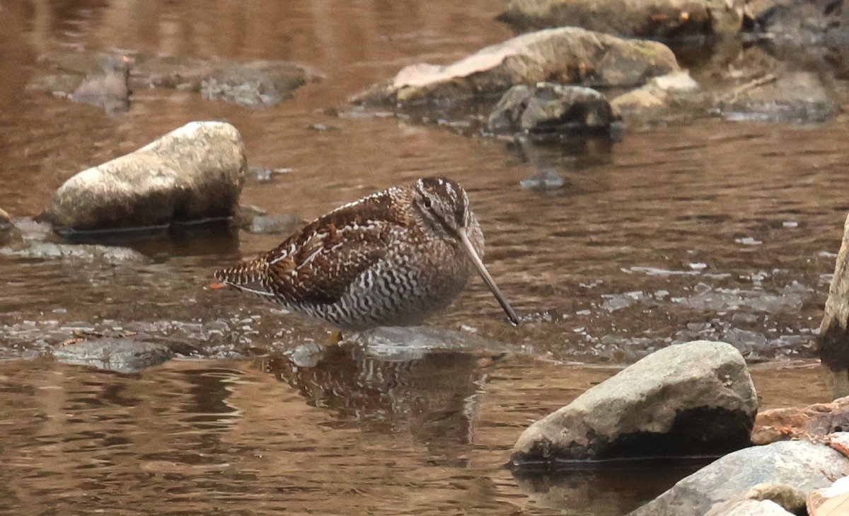 Solitary Snipe - ML632269681