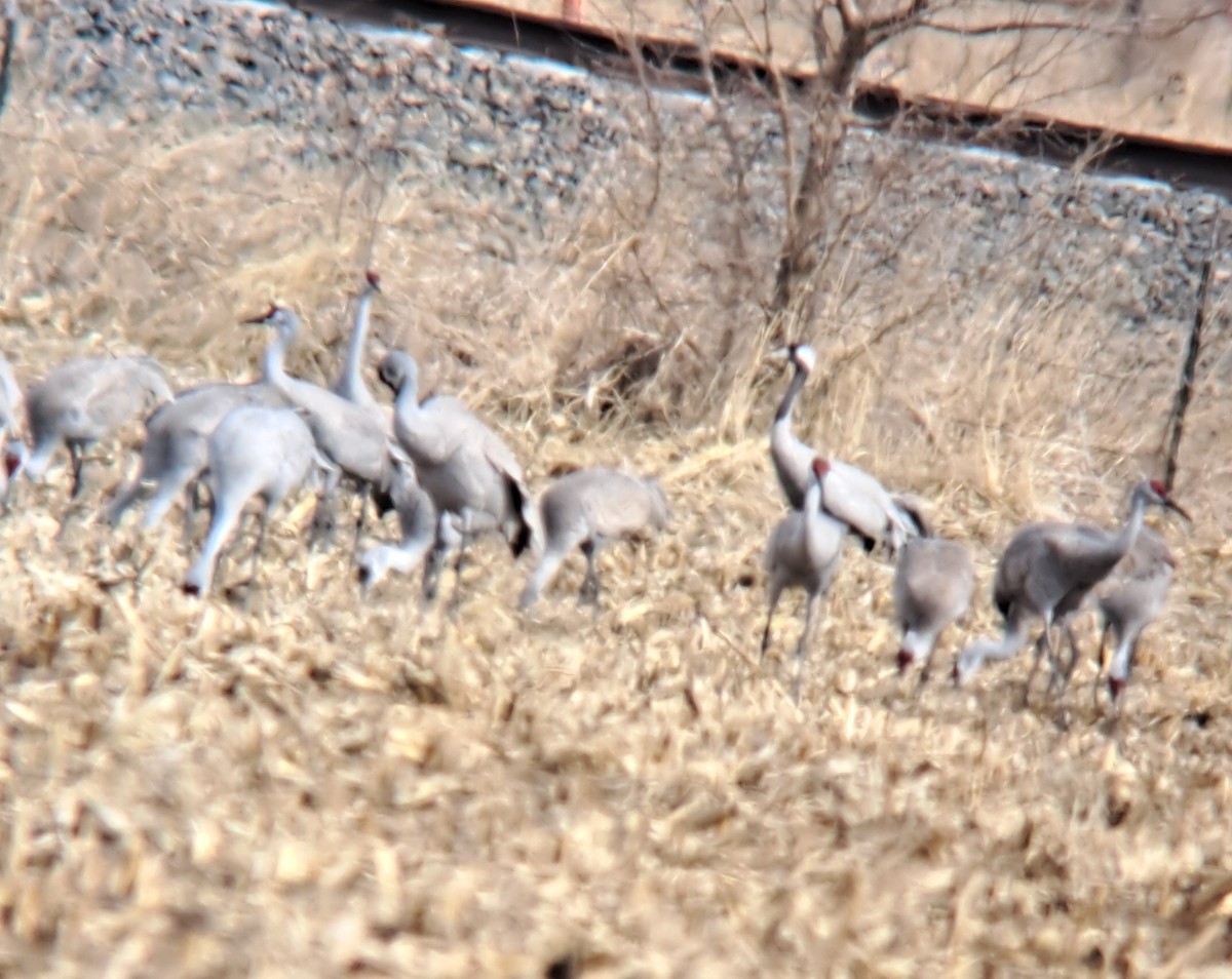 Common Crane - ML632269797